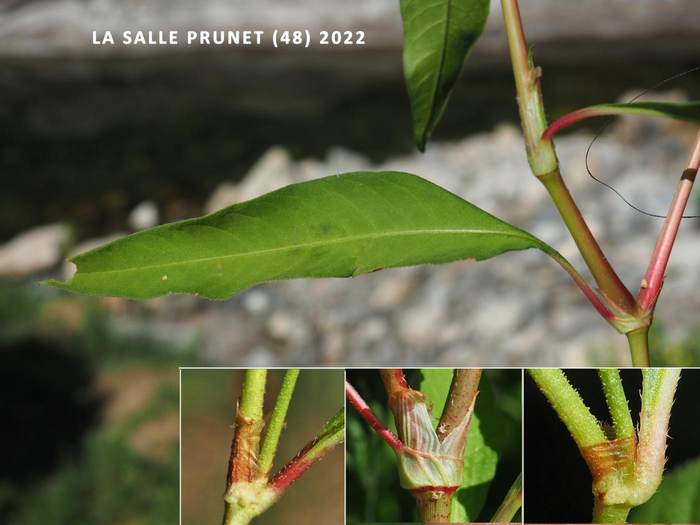 Persicaria, Pale leaf